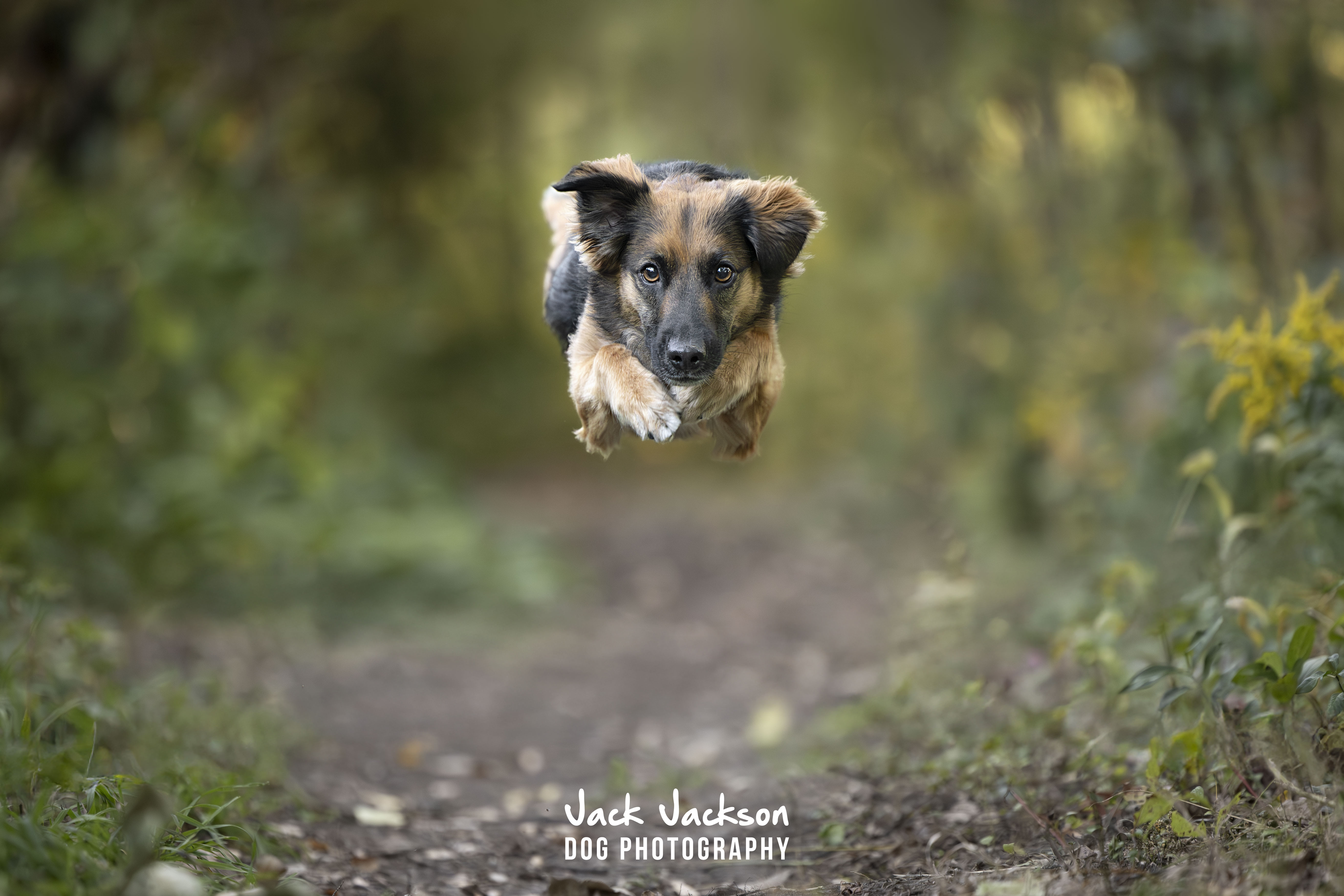 Un chien bondit sur un sentier boisé dans une photographie de Jack Jackson.
